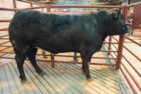 Champion Beast (4)